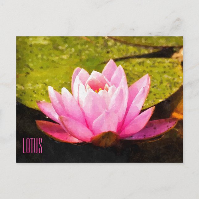 Rosa Lotus Vågrät vykort (Framsida)