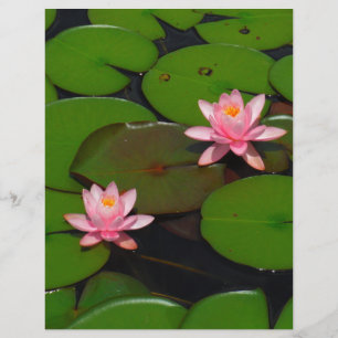 Rosa lotus vatten lilja blomma trädgård,
