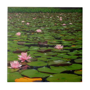 Rosa lotus vatten liljeblomma pond kakelplatta