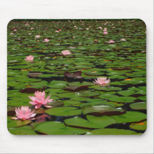 Rosa lotus vatten liljeblomma pond musmatta