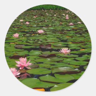 Rosa lotus vatten liljeblomma pond runt klistermärke