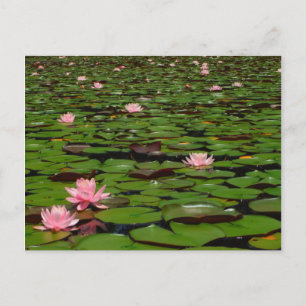 Rosa lotus vatten liljeblomma pond vykort