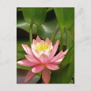 Rosa lotus vatten liljeblomma vykort