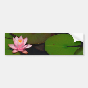 Rosa lotus vatten lily blomsterträdgård. bildekal