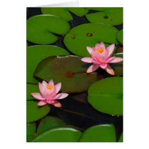 Rosa lotus vatten lily blomsterträdgård. hälsningskort