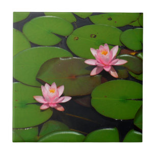 Rosa lotus vatten lily blomsterträdgård. kakelplatta