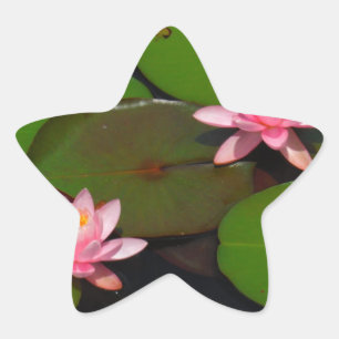 Rosa lotus vatten lily blomsterträdgård. stjärnformat klistermärke