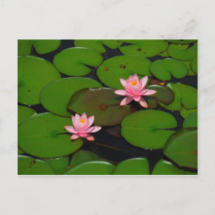 Rosa lotus vatten lily blomsterträdgård. vykort