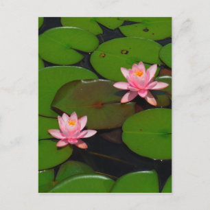 Rosa lotus vatten lily blomsterträdgård. vykort