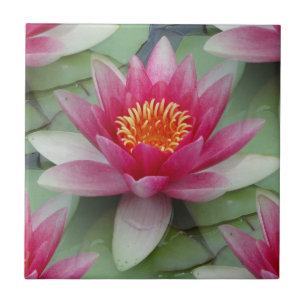 Rosa Lotus Vatten Lily Kakelplatta