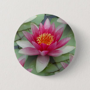 Rosa Lotus Vatten Lily Knapp