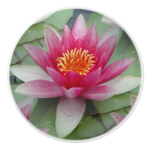 Rosa Lotus Vatten Lily Knopp