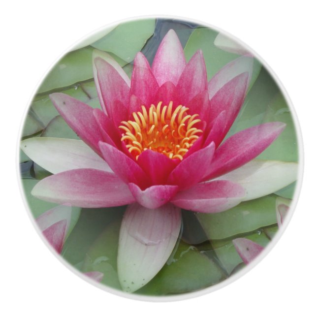 Rosa Lotus Vatten Lily Knopp (Framsidan)