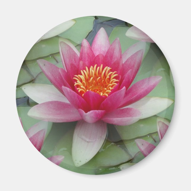 Rosa Lotus Vatten Lily Magnet (Framsidan)