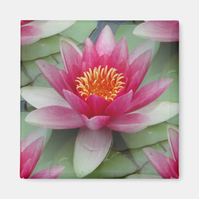 Rosa Lotus Vatten Lily Magnet (Framsidan)
