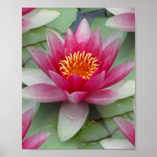 Rosa Lotus Vatten Lily Poster