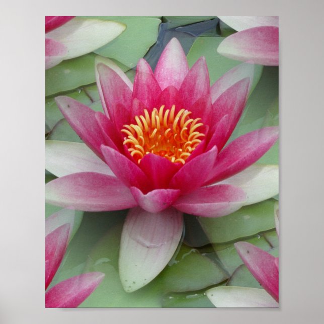 Rosa Lotus Vatten Lily Poster (Framsidan)