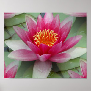 Rosa Lotus Vatten Lily Poster