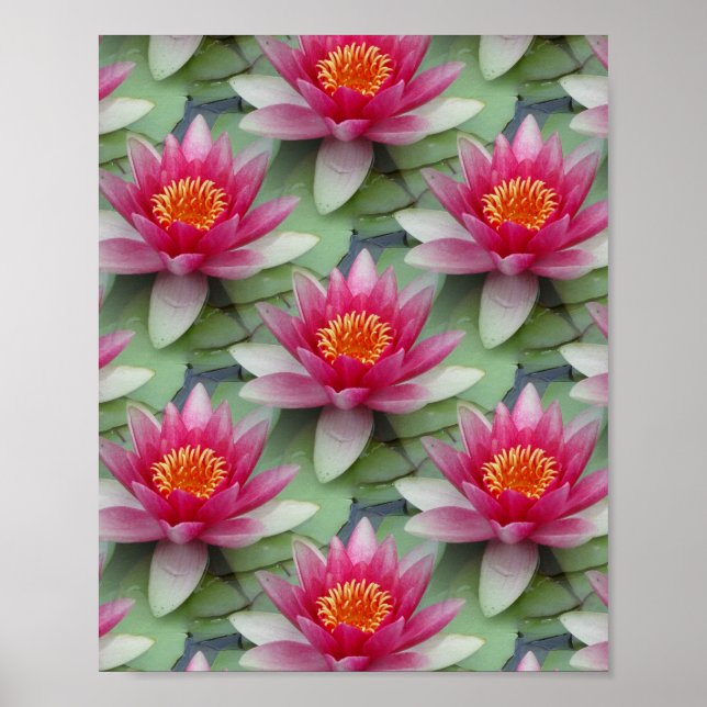 Rosa Lotus Vatten Lily Poster (Framsidan)