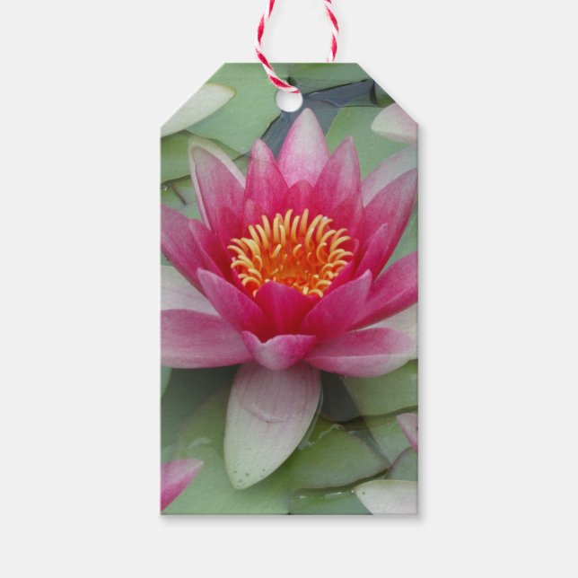 Rosa Lotus Vatten Lily Presentetikett (Framsidan)