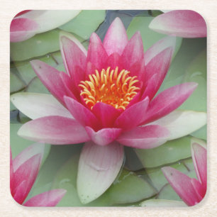 Rosa Lotus Vatten Lily Underlägg Papper Kvadrat