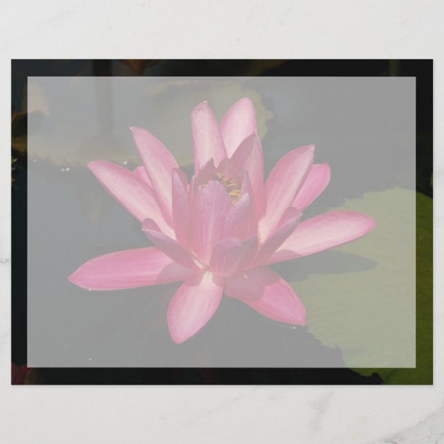 Rosa lotus vattenlilja blomma (Framsida)