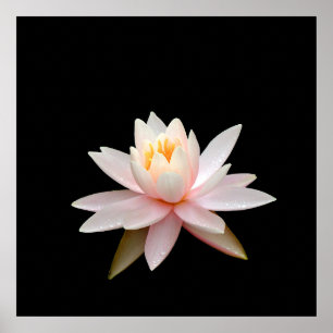 Rosa lotus vision poster