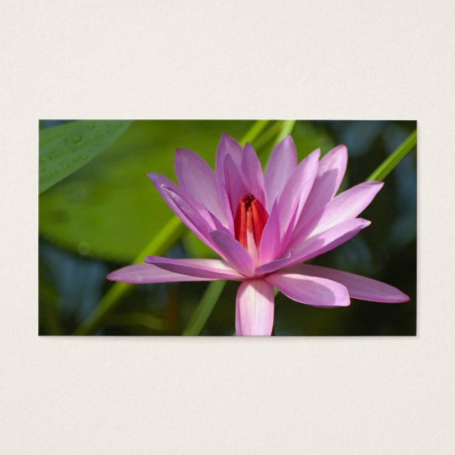 Rosa lotus visitkort (Framsidan)