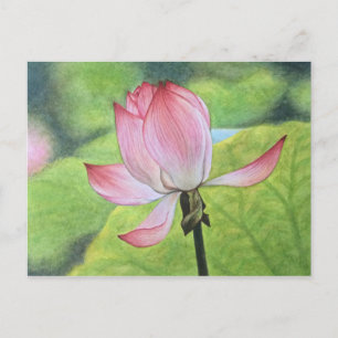 Rosa Lotus Vykort