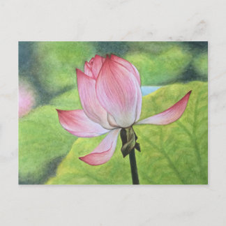 Rosa Lotus Vykort