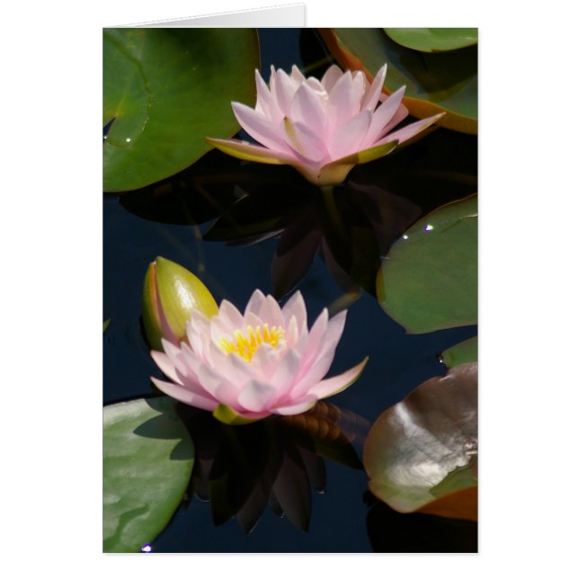 Rosa Lotus Waterlilies Card Hälsningskort (Framsidan)
