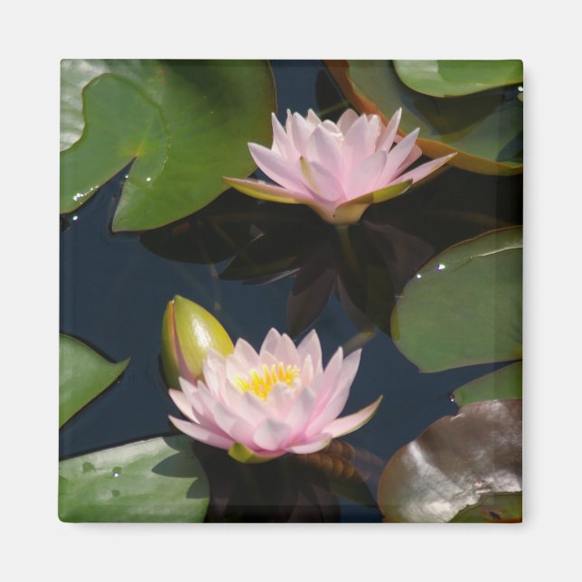 Rosa Lotus Waterlilies magnet (Framsidan)