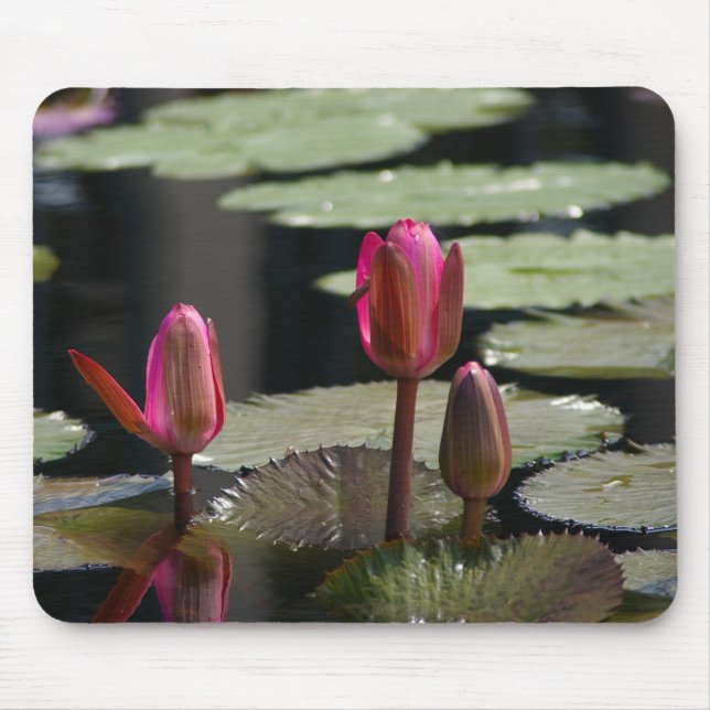 Rosa Lotus Waterlilies Mouse Pad Musmatta (Framsidan)
