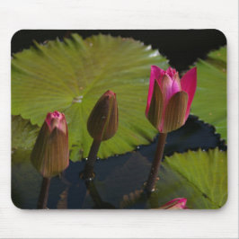 Rosa Lotus Waterlilies Mouse Pad Musmatta