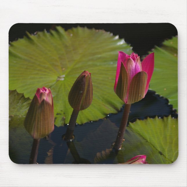 Rosa Lotus Waterlilies Mouse Pad Musmatta (Framsidan)