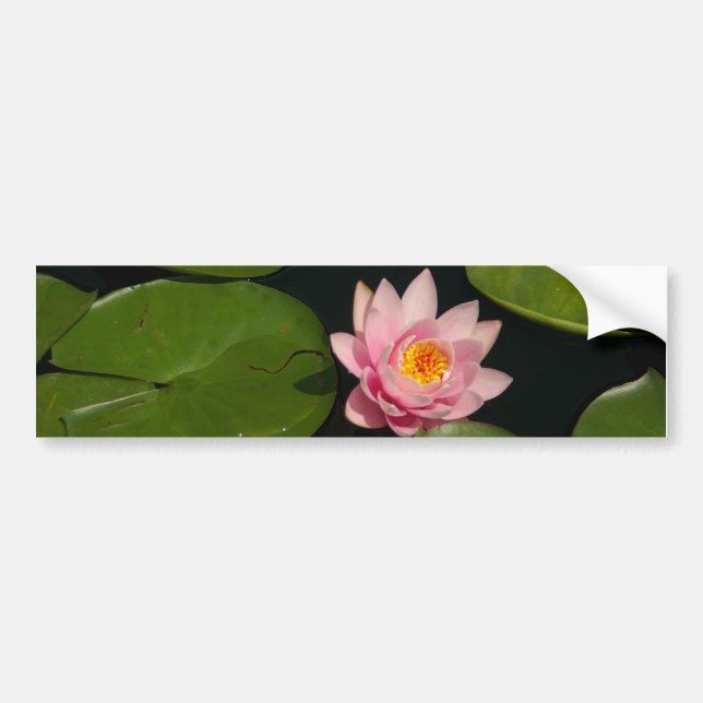 Rosa Lotus Waterlily Bildekal (Framsidan)