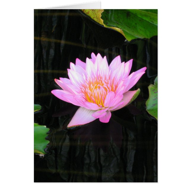 Rosa Lotus Waterlily Card Hälsningskort (Framsidan)