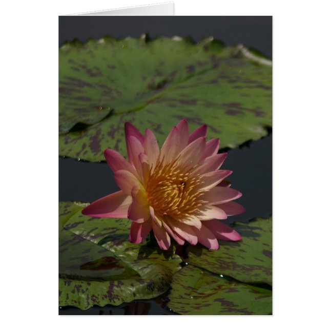 Rosa Lotus Waterlily Card Hälsningskort (Framsidan)