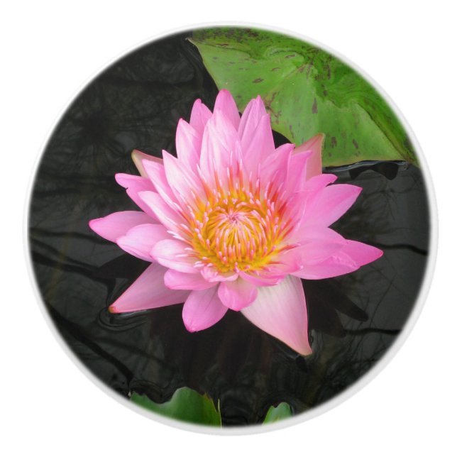 Rosa Lotus Waterlily Ceramic Knob Knopp (Framsidan)