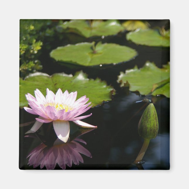 Rosa Lotus Waterlily Dragonfly magnet (Framsidan)