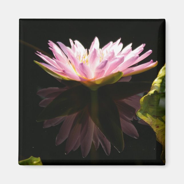 Rosa Lotus Waterlily magnet (Framsidan)