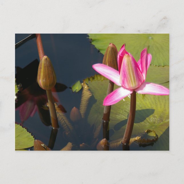 Rosa Lotus Waterlily vykort (Framsida)