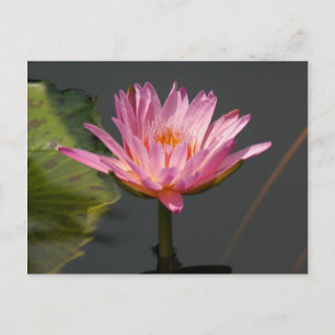 Rosa Lotus Waterlily Vykort