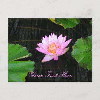 Rosa Lotus Waterlily Vykort