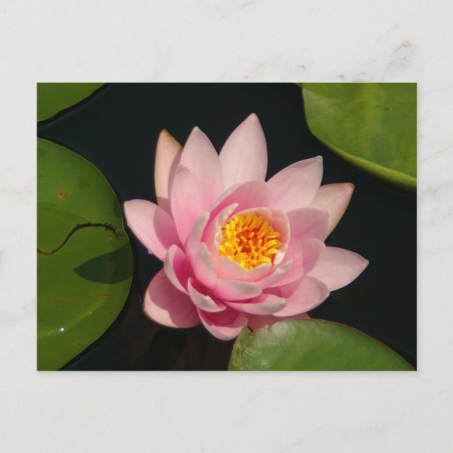Rosa Lotus Waterlily Vykort (Framsida)