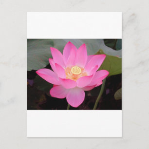 Rosa Lotusblomma I Blom Vykort