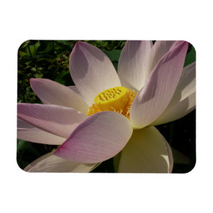 Rosa Lotusblomma III Sommarblomma Magnet