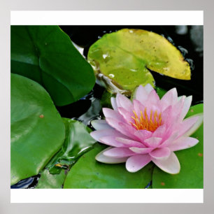 Rosa lotusblomma poster