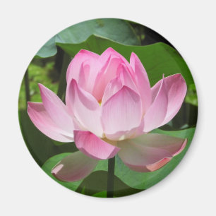 Rosa lotusblommablom magnet