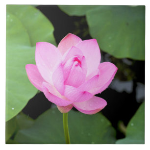 Rosa lotusblommablomma kakelplatta